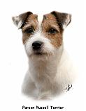 Parson Russell Terrier